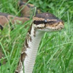 t-python