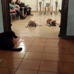 Dogs paying respects to Ms. Margarita Suarez at funeral home in Cuernavaca Morelos, Mexico