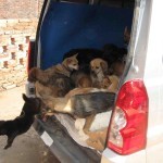 Helping Animal Shelters in Shaanxi and Yunnan Province, China
