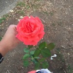 A woman who was homeless presented our Association members with a flower to say “Thank you.”