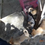 Helping Animal Shelters in Yunnan Province, China