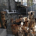 Helping Animal Shelters in Yunnan Province, China
