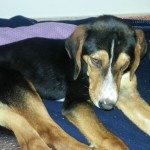 Rescued dog, Idomeni, Greece