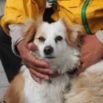 Caring for stray dogs - March 7, 2016