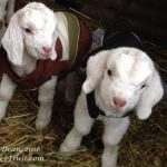 A Place of Peace animal sanctuary Baby-goats-in-coats-with-watermark