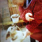160583-animal relief work in Yunnan China-Dec 2016 (1)