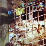 160583-animal relief work in Yunnan China-Dec 2016 (2)