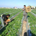 160591_Palestinian vegan Farmers land in Gaza before destroyed well