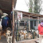 170615_helping 6.28 dog shelter (2)