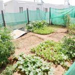170644_Refugee family’s Vegetable garden at Ritsona refugee camp 3